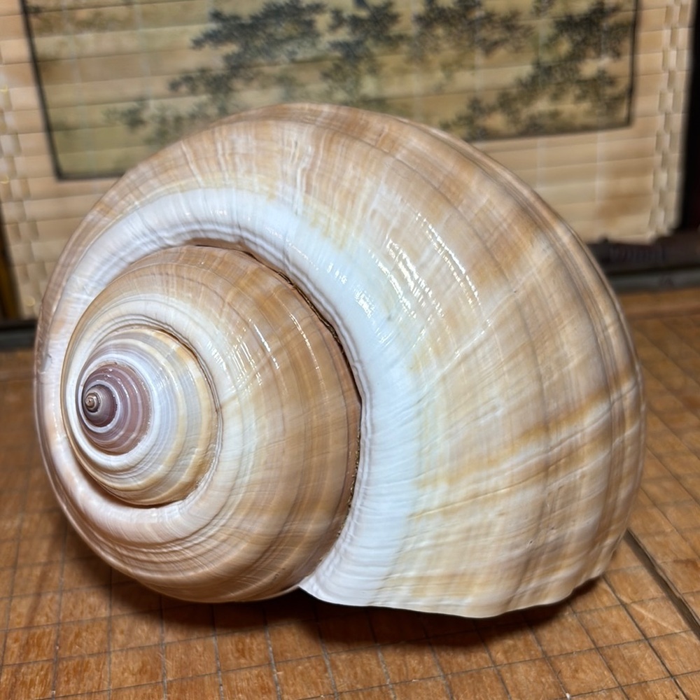 Giant Tonna Cepa Seashell Natural Shell Cream Tan Beach Bath 6.75”Lx5.25”Wx4.5”H